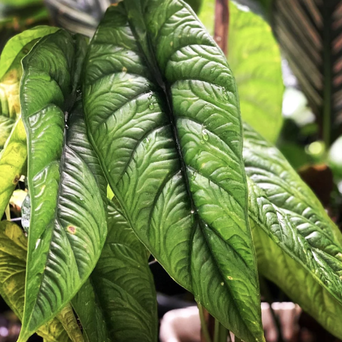 Алоказия Пунчак Борнео (Alocasia Puncakborneensis) D8см