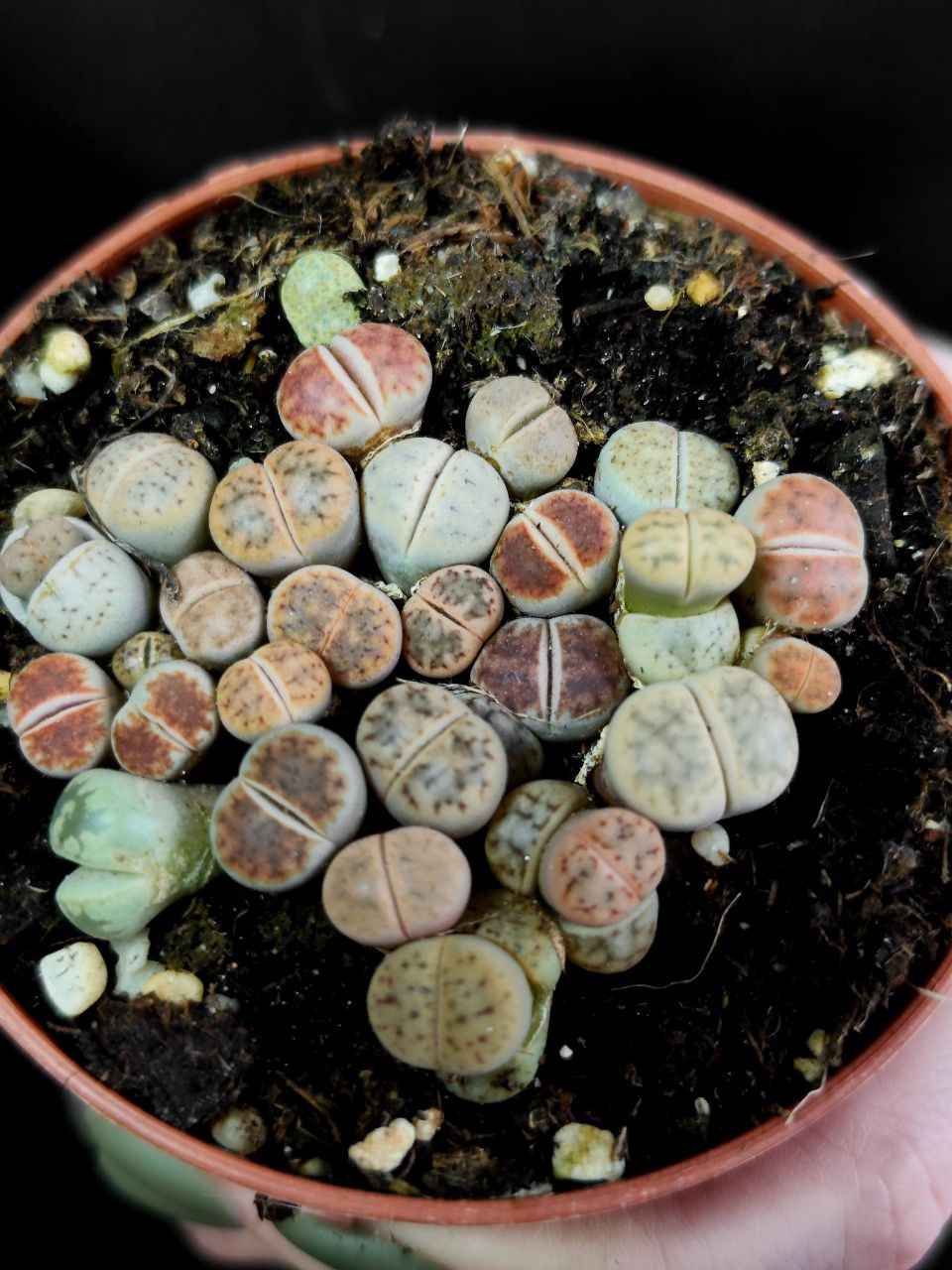 Литопс Микс (Lithops Mix) D8см