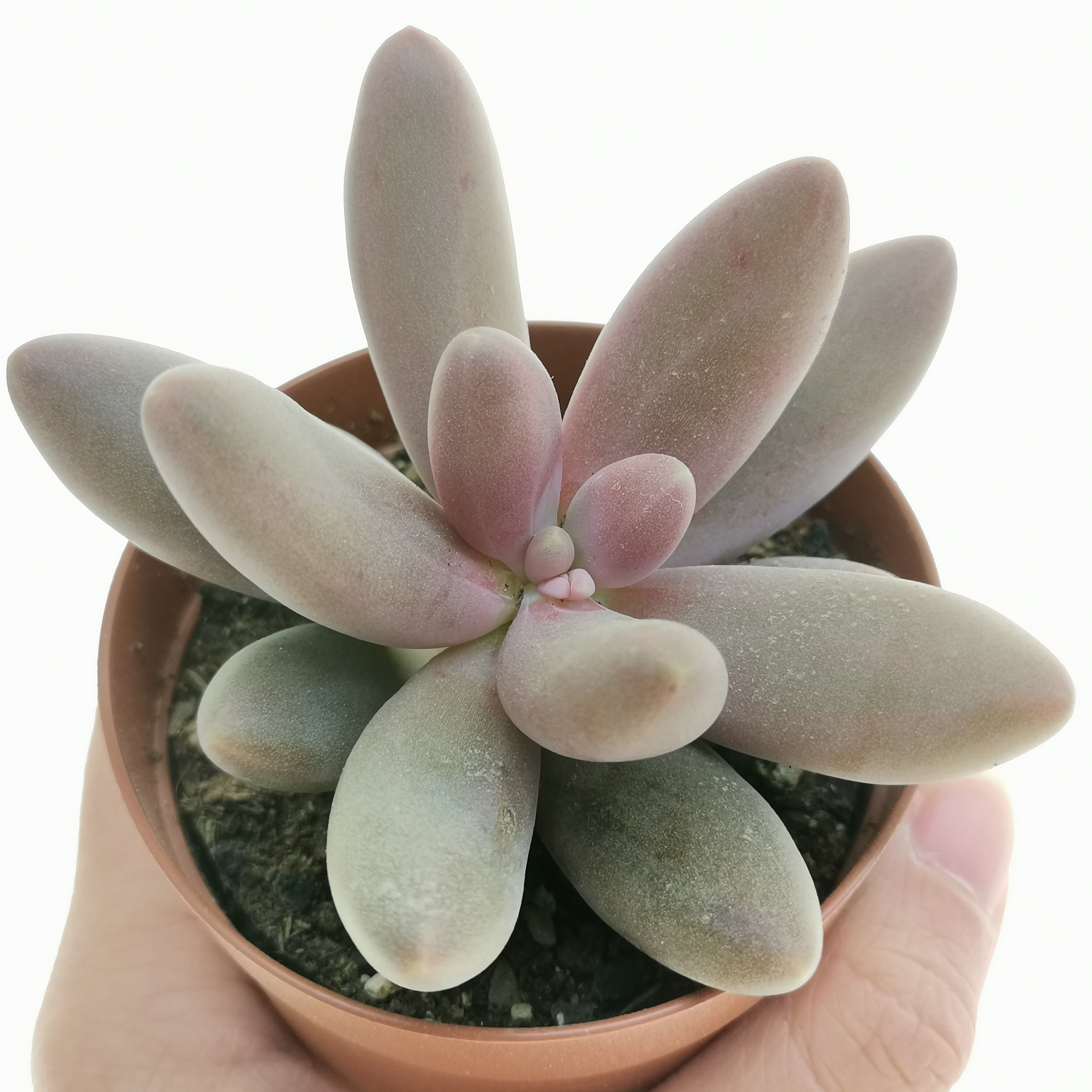Пахифитум Яйценосный Капитан Джессоп (Pachyphytum Oviferum Captain Jessop) D5см