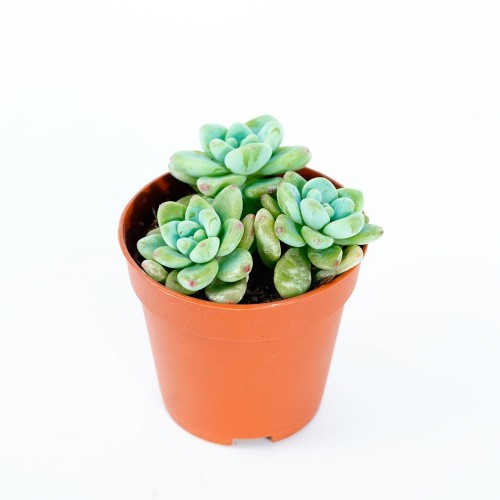 Седум Булавовидный (Sedum Clavatum) D5см