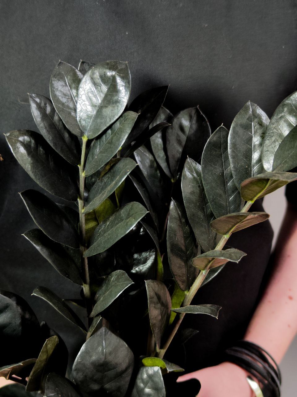 Замиокулькас Равен (Zamioculcas Raven) D14см