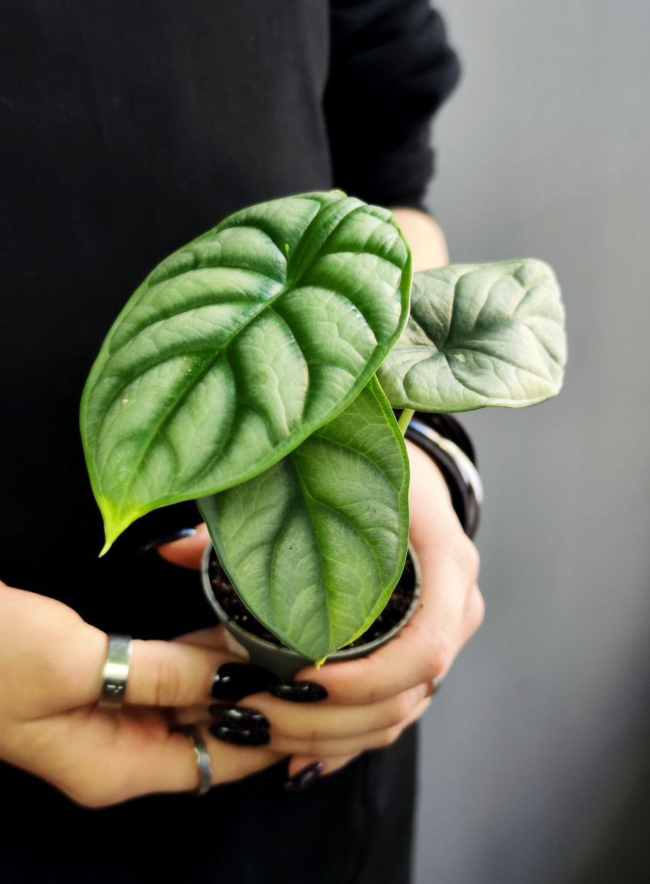 Алоказия Сильвер Драгон (Alocasia Silver Dragon) D6см