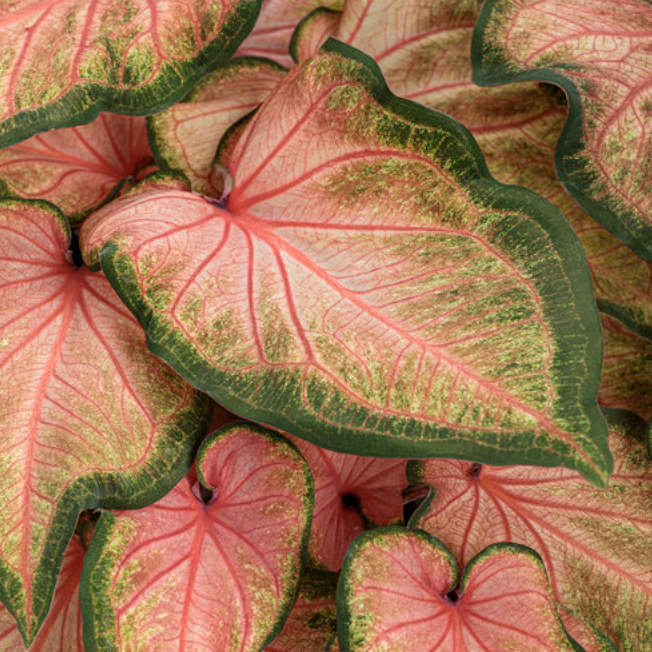 Каладиум Чинук (Caladium Chinook) D12см