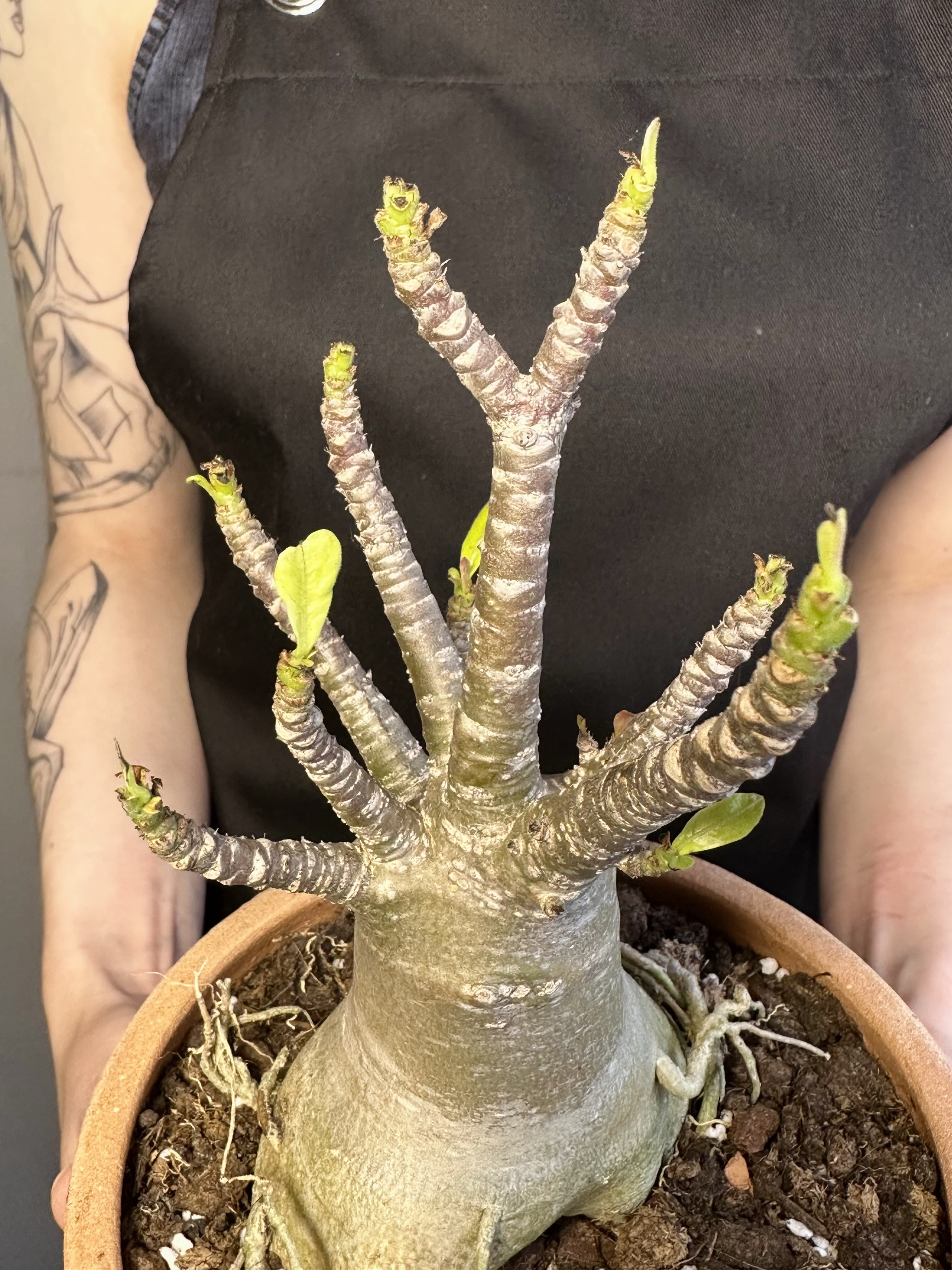 Адениум Ансу Баобаб (Adenium Ansu Baobab) D15см