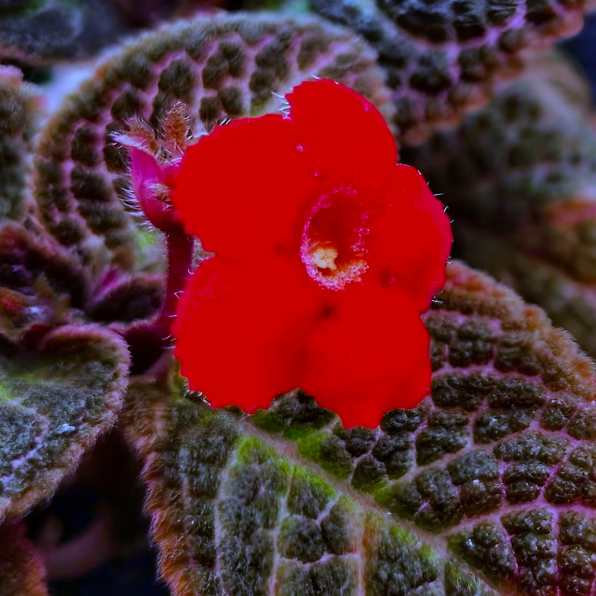 Эписция Медно-Красная (Episcia Cupreata Copper) D6см