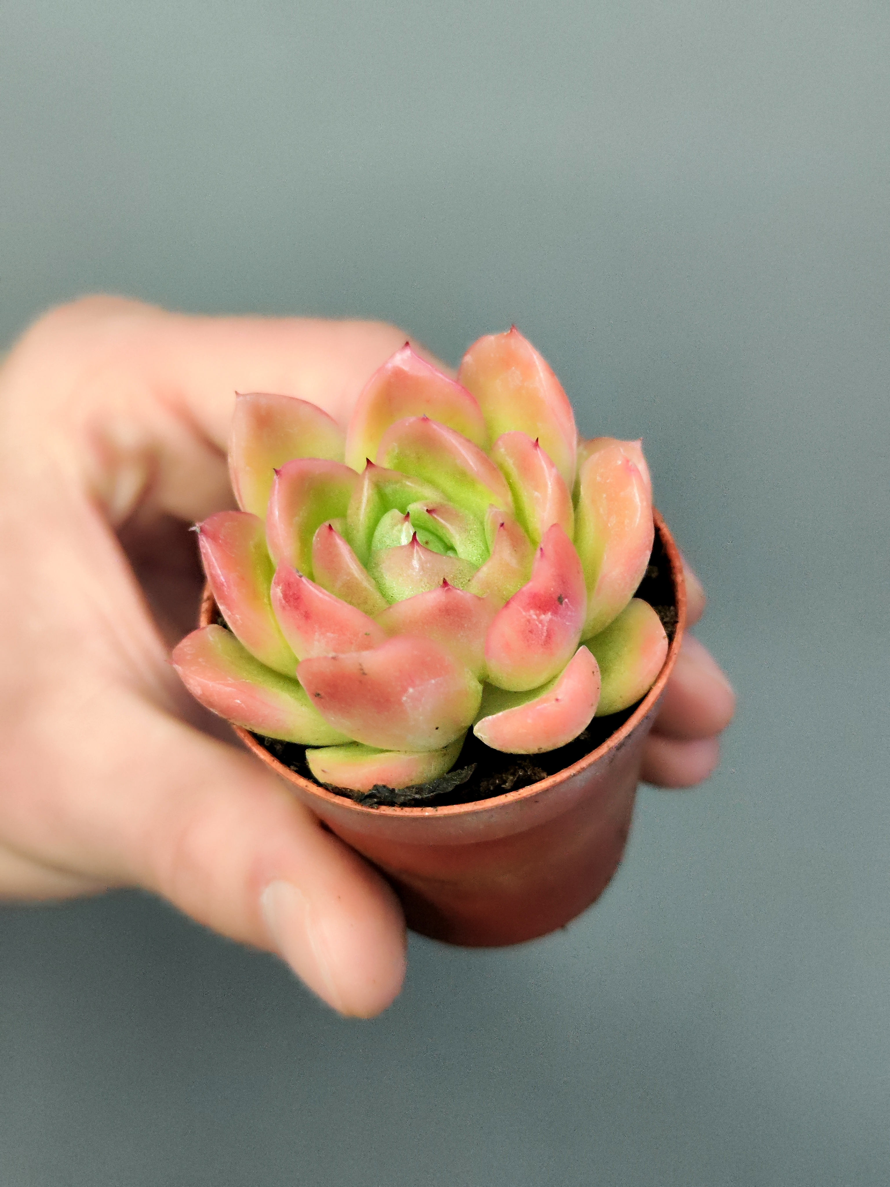 Эхеверия Гилва Ред (Echeveria Gilva Red) D5см