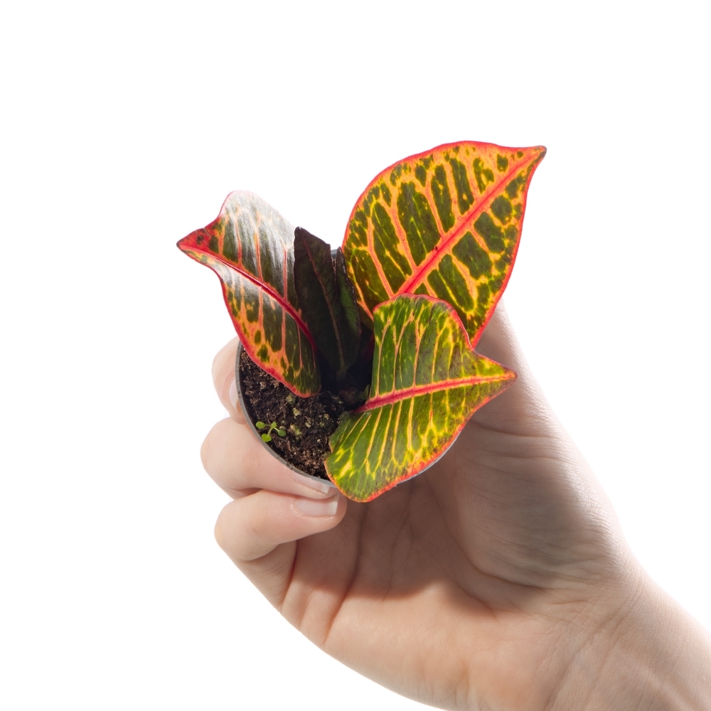 Кодиеум Петра (Codiaeum Petra) D6см