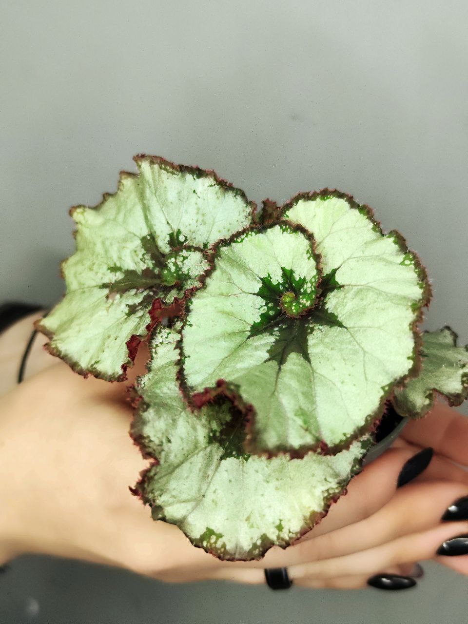 Бегония Рекс Эскаргот (Begonia Rex Escargot) D6см