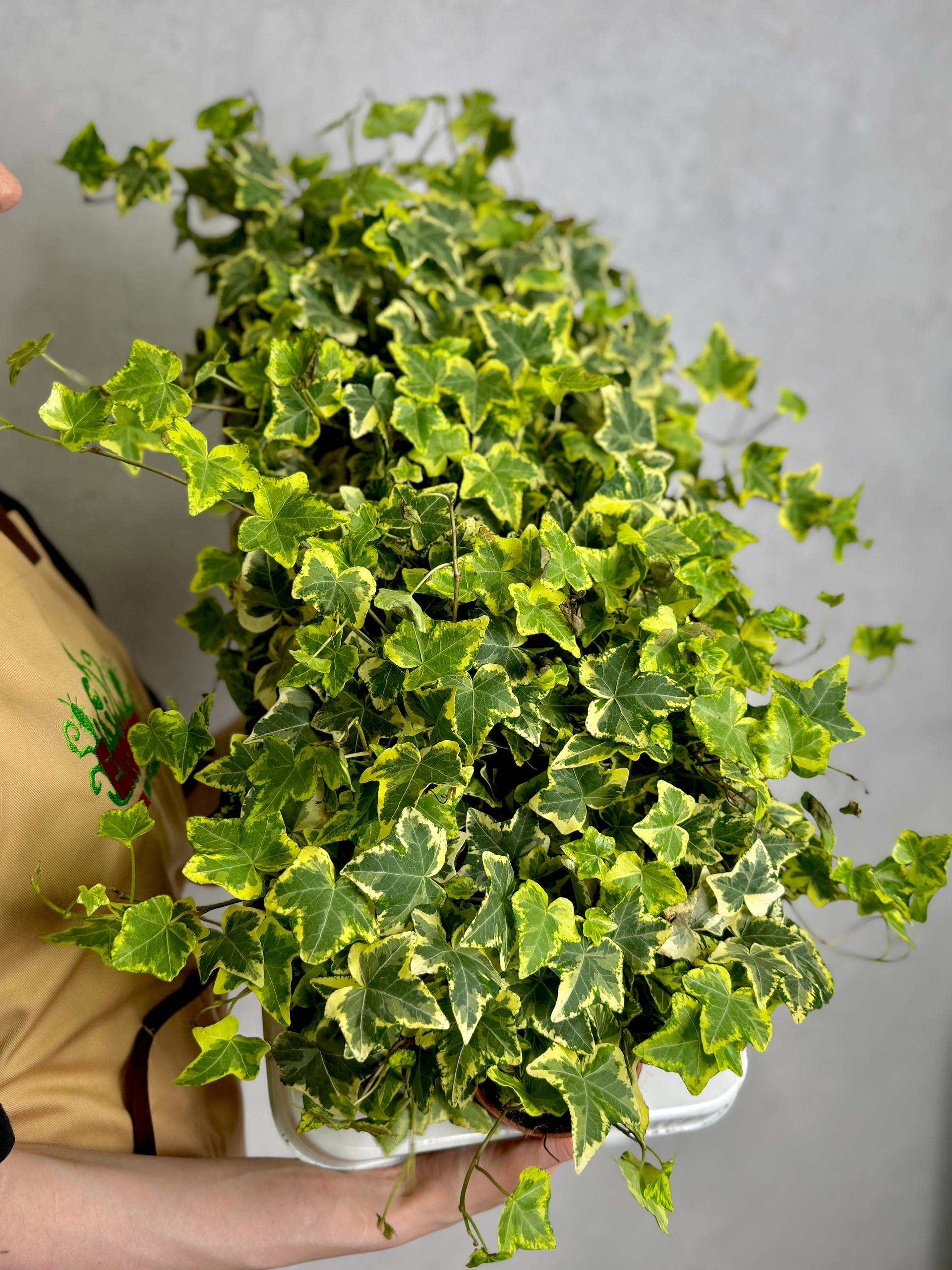 Плющ Хедера Голден Колибри (Hedera Helix Golden Kolibri) D9см