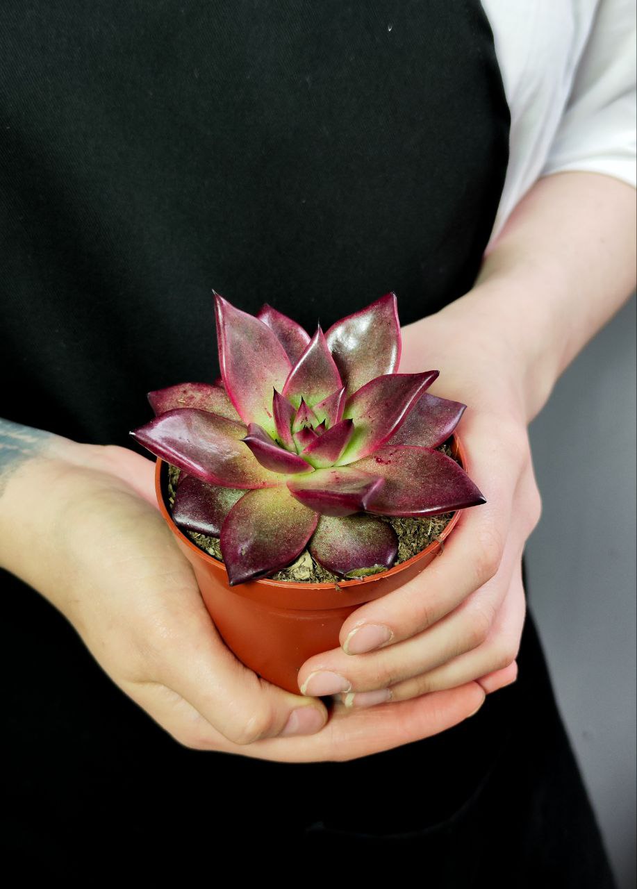 Эхеверия Таурус (Echeveria Taurus) D8см