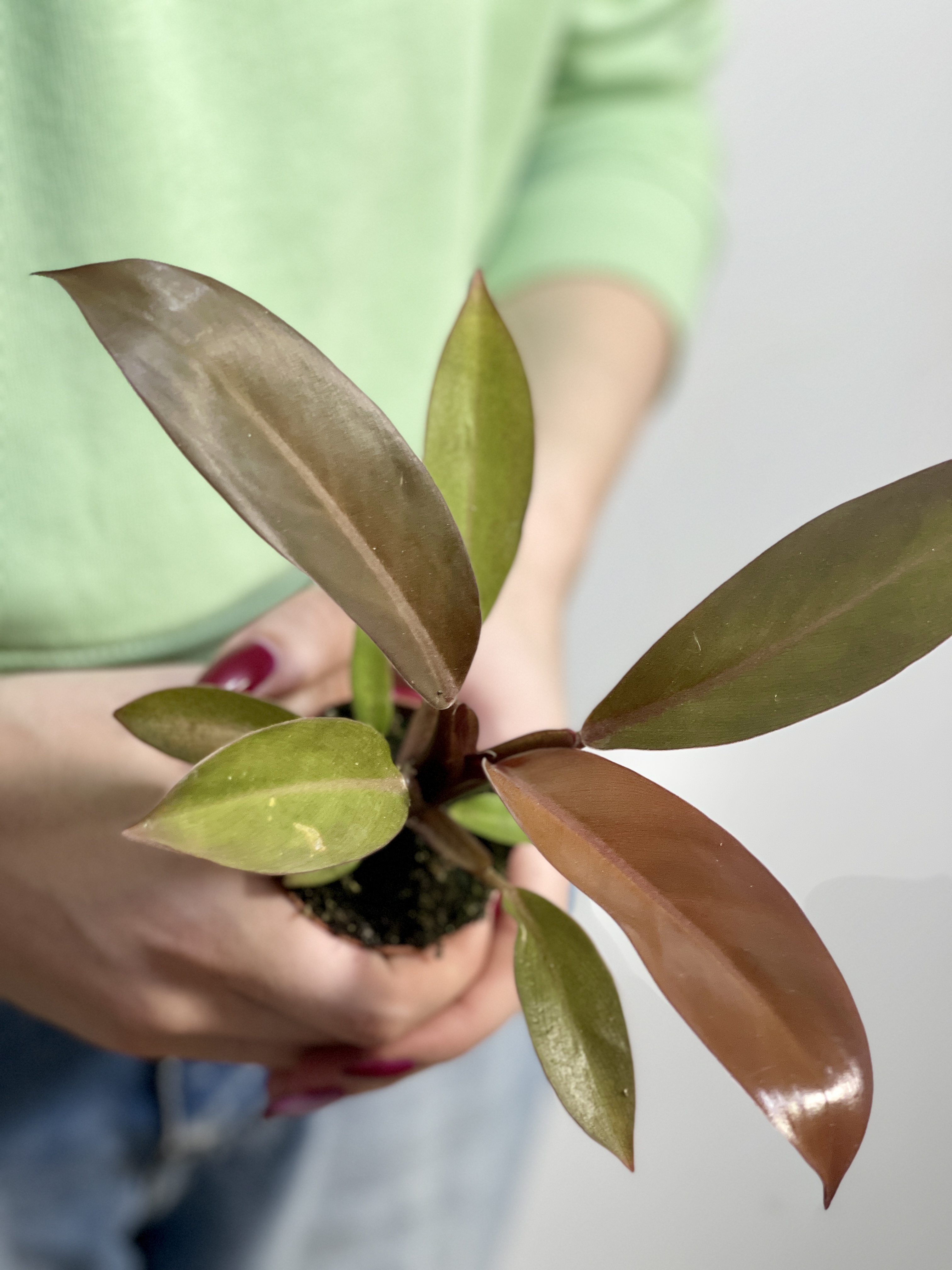 Филодендрон Блэк Кардинал (Philodendron Black Cardinal) D6см