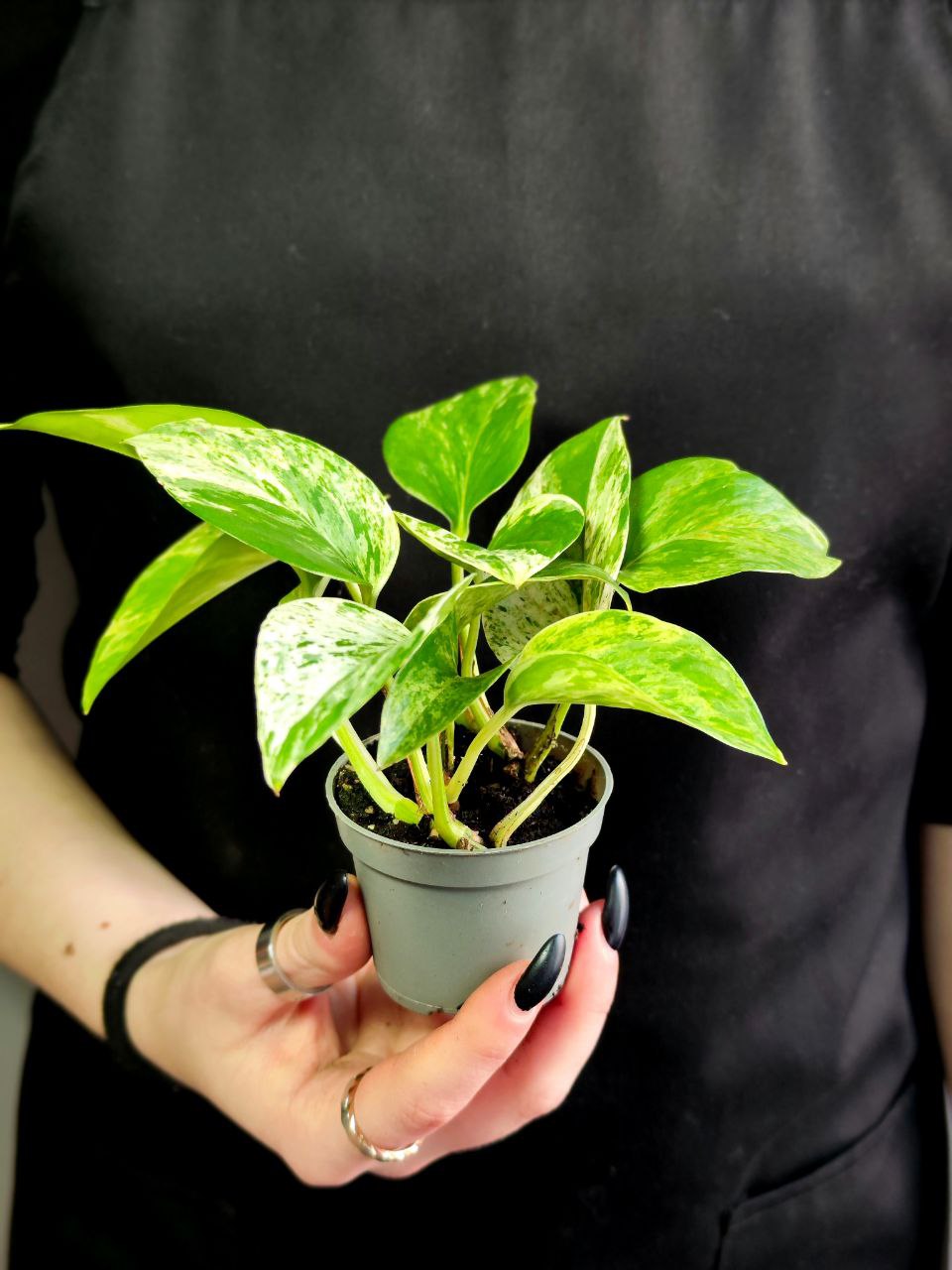 Эпипремнум Марбл Квин, Сциндапсус (Epipremnum Pinnatum Marble Queen) D6см