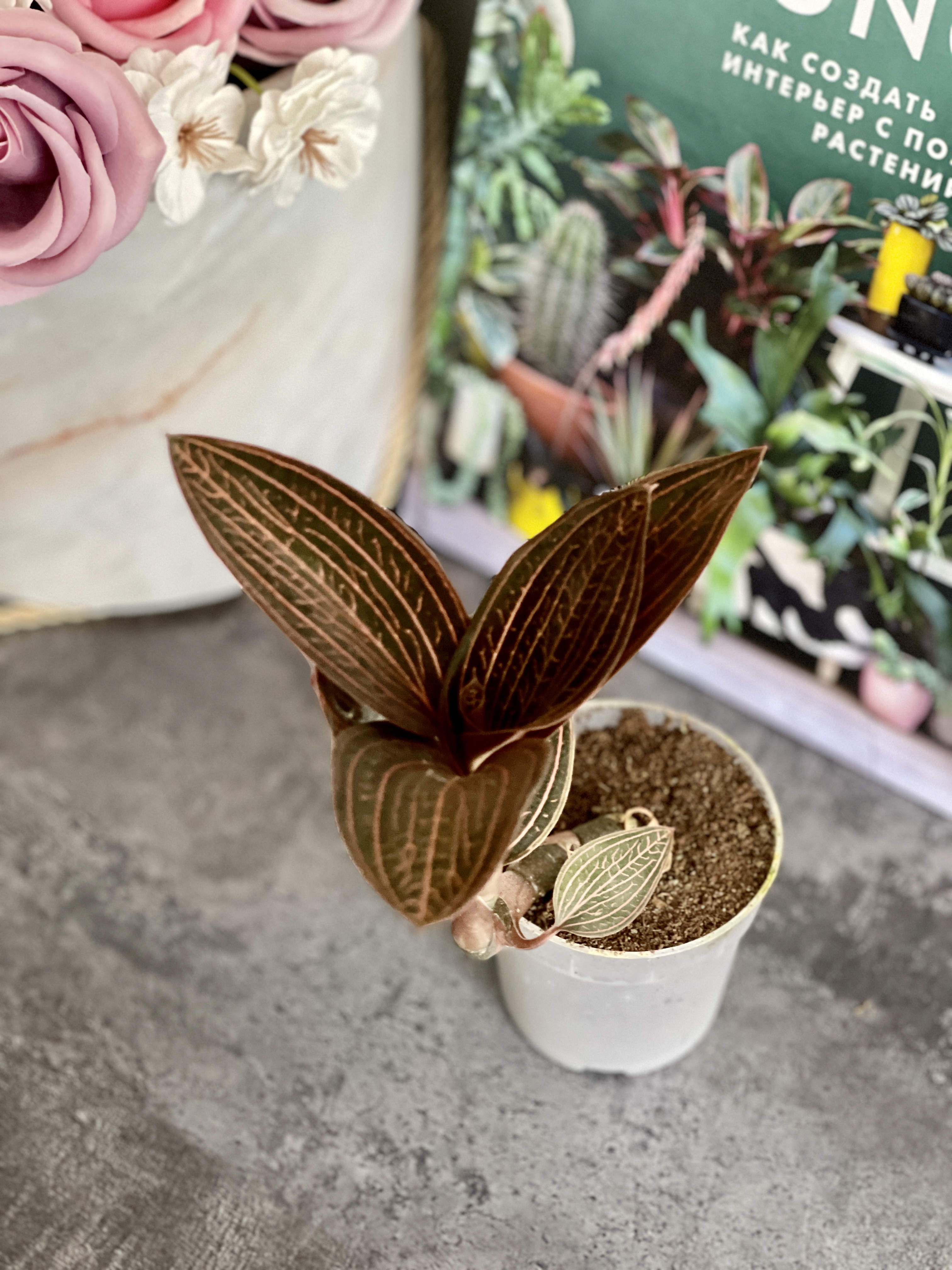Орхидея Драгоценная Карма Руби (Jewel Orchid Karma Ruby) D7см