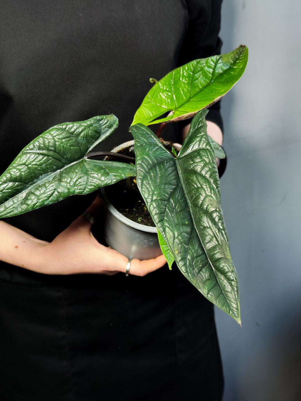 Алоказия Скальпрум (Alocasia Scalprum) D12см