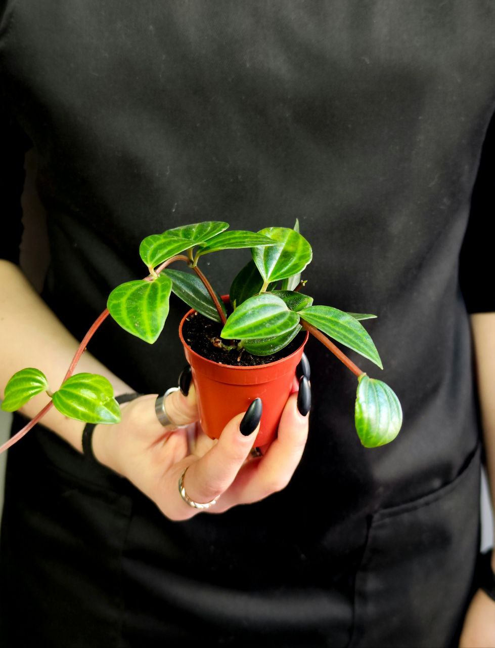 Пеперомия Ангулата Страйб (Peperomia Angulata Stribe) D5см