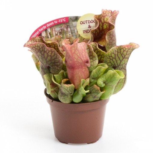 Саррацения Монтана (Sarracenia Montana) D12см
