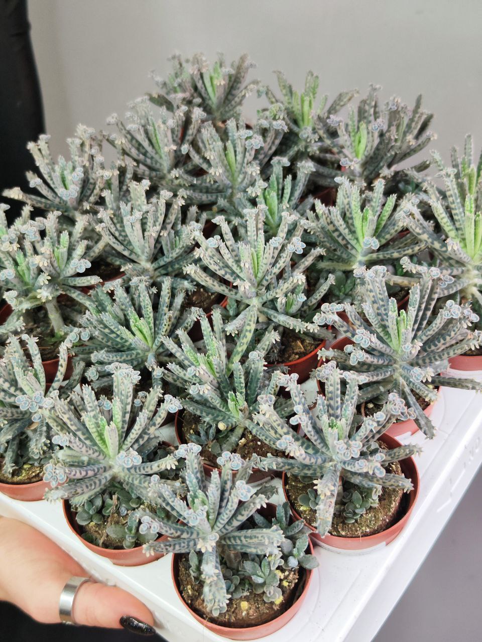 Каланхоэ Тубифлора, или Трубкоцветное (Kalanchoe Tubiflora) D5см