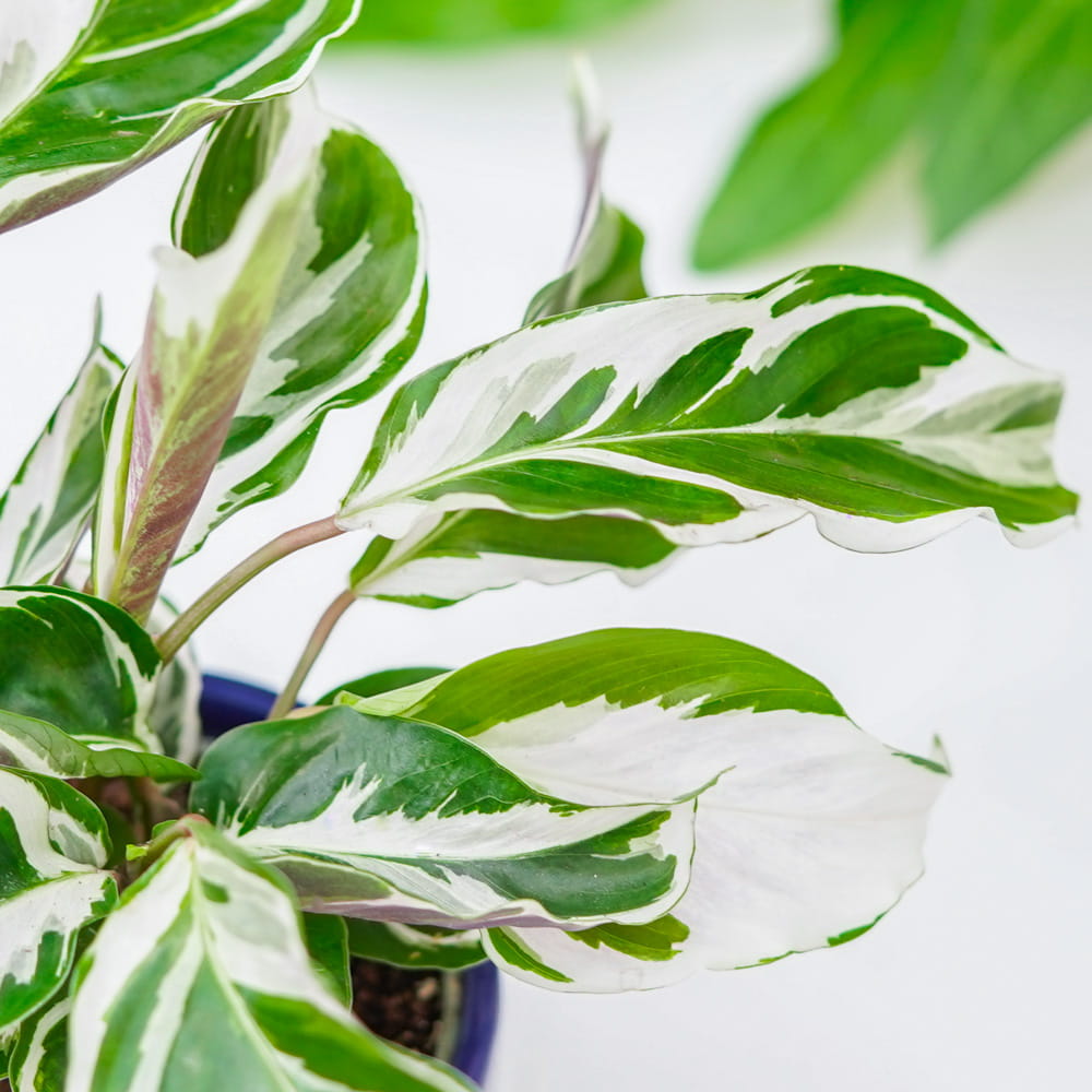 Калатея Вайт Фьюжин (Calathea White Fusion) D6см