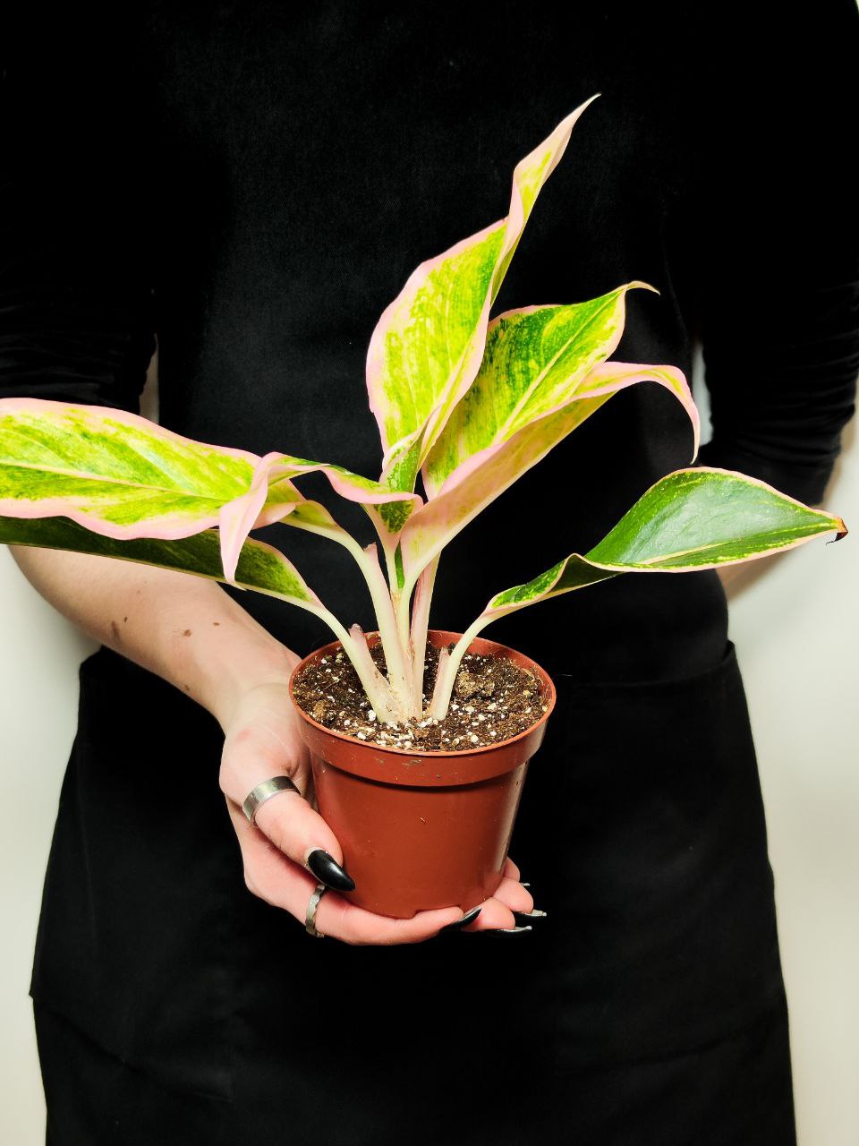 Аглаонема Липстик Пинк (Aglaonema Lipstick Pink) D9см