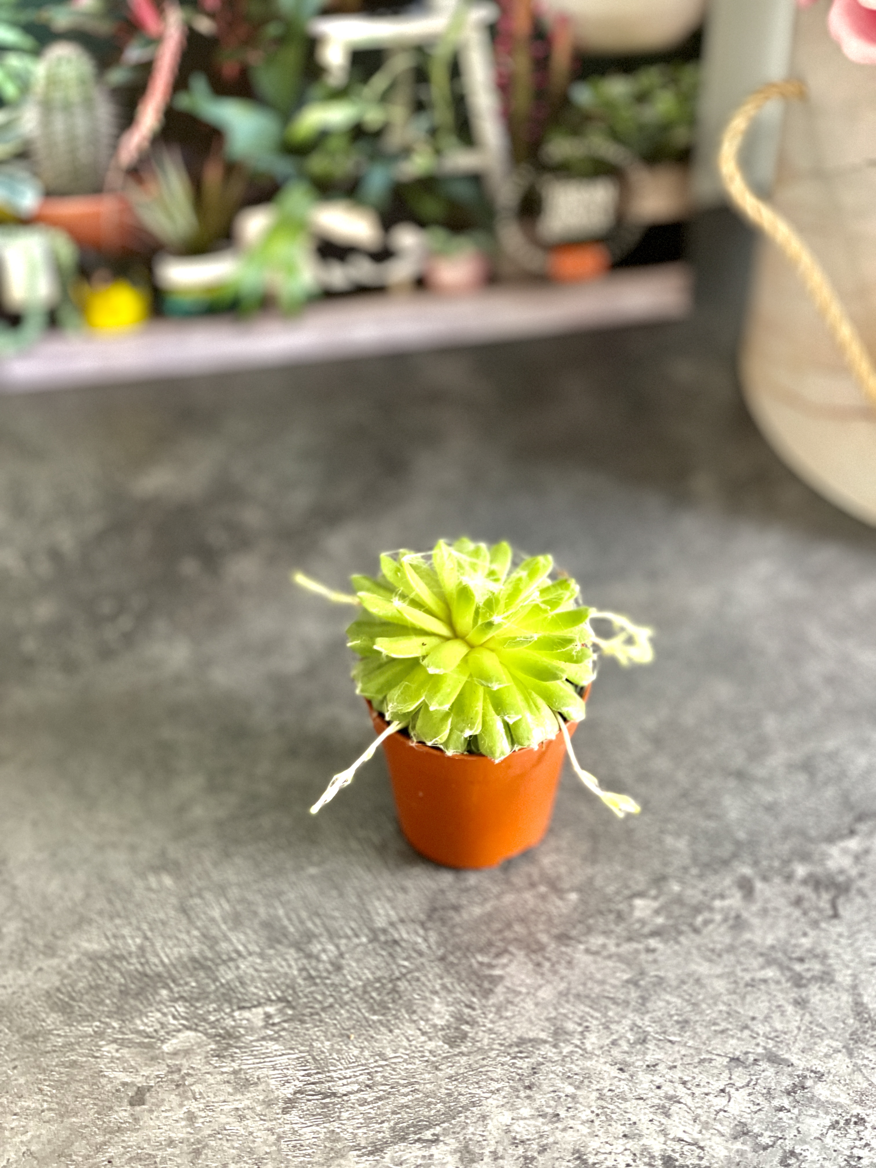 Семпервивум Грин, или Молодило Зеленое (Sempervivum Green) D5см