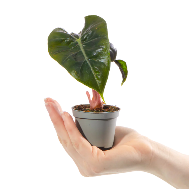 Алоказия Пинк Драгон (Alocasia Pink Dragon) D6см