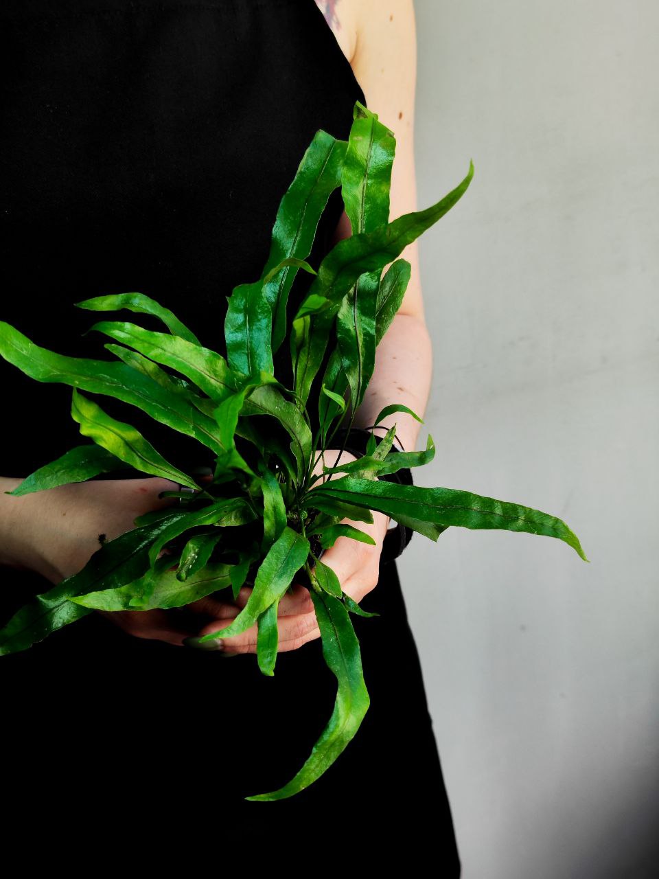 Папоротник Таиландский (Microsorum Pteropus) D6см, аквариумное растение