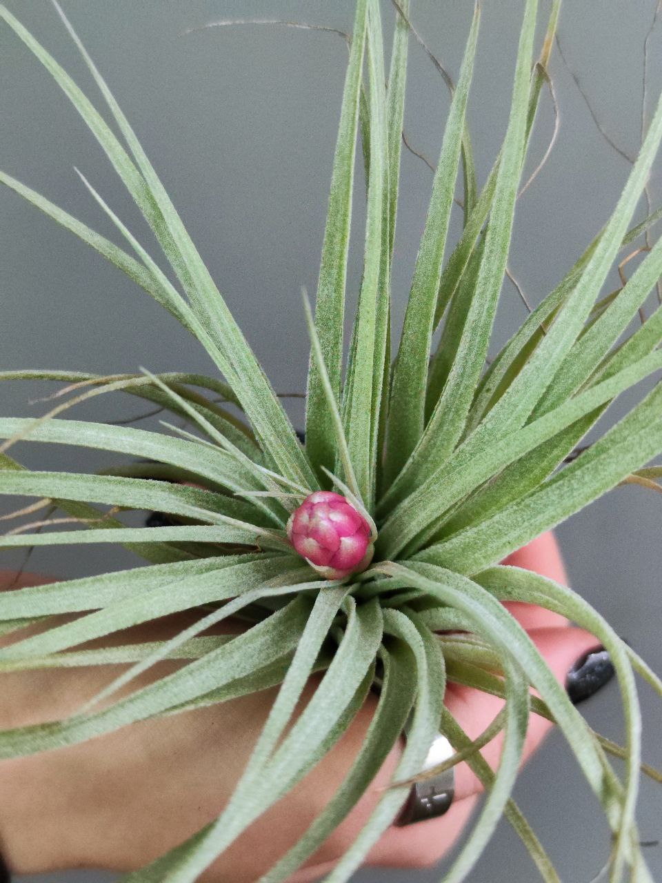 Тилландсия Хьюстон (Tillandsia Houston)