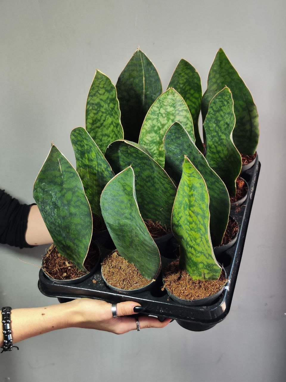 Сансевиерия Масониана Виктория (Sansevieria Masoniana  Victoria) D8,5см