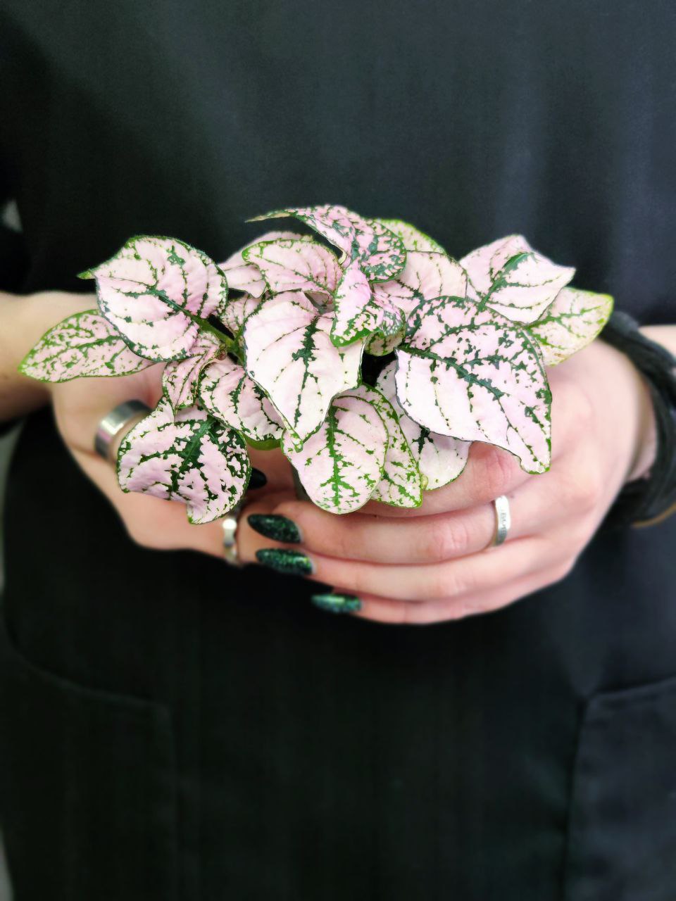 Гипоэстес Листоколосковый Пинк (Hypoestes Phyllostachya Pink) D6см