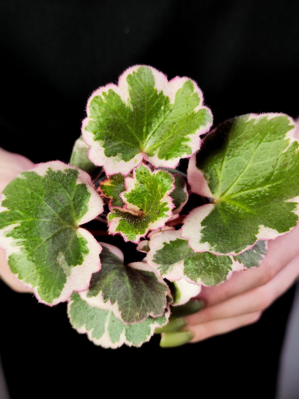 Саксифрага, Камнеломка Плетеносная Вариегатная (Saxifraga Variegata) D6см