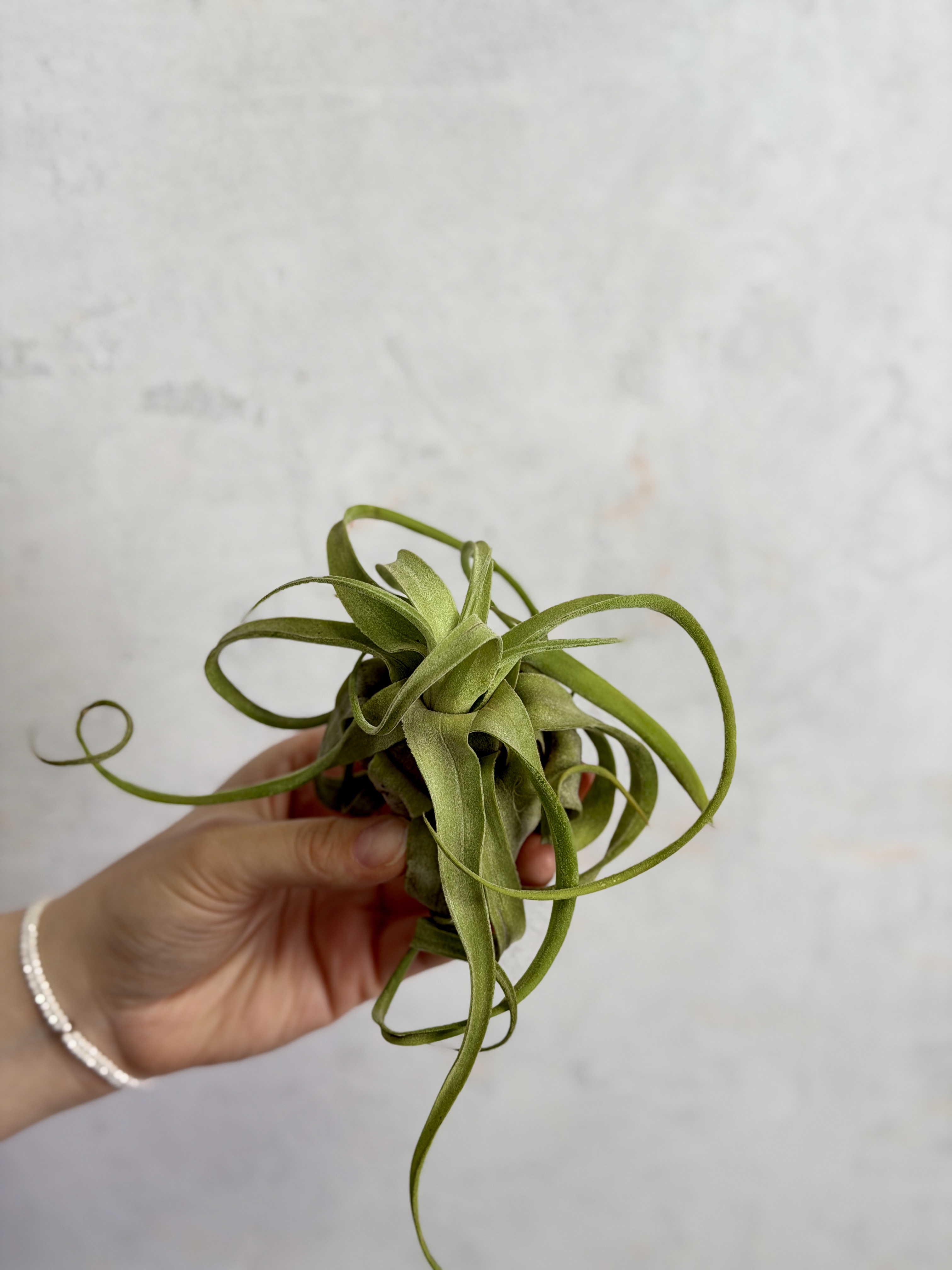 Тилландсия Стрептофилла (Tillandsia Streptophylla)
