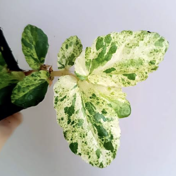 Пеллиония Ползучая Вариегатная (Pellionia Repens Variegata) D12см