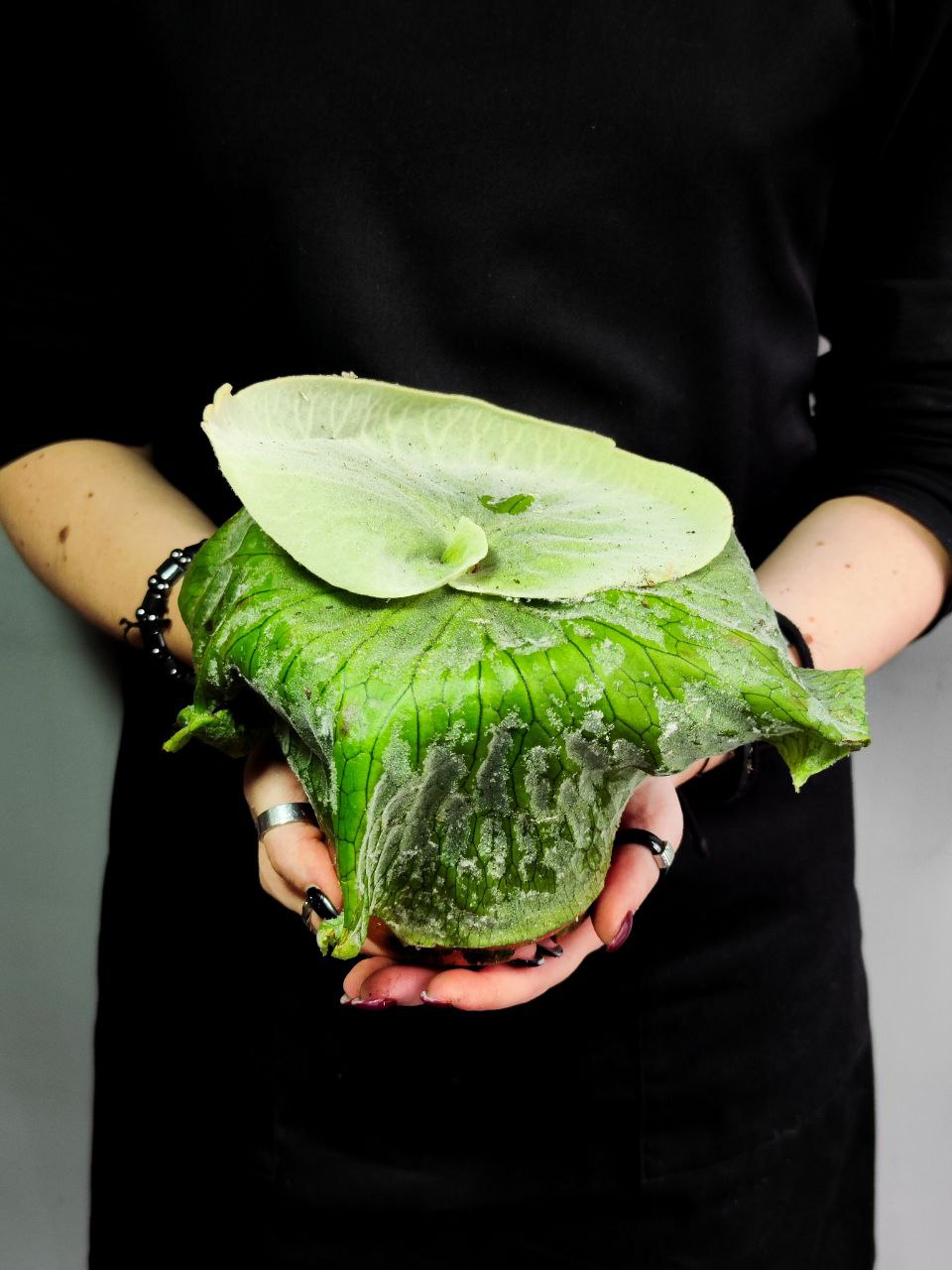 Платицериум Супербум Гиант Старгхон (Platycerium Superbum Giant Staghorn) D12см (не сформированный)