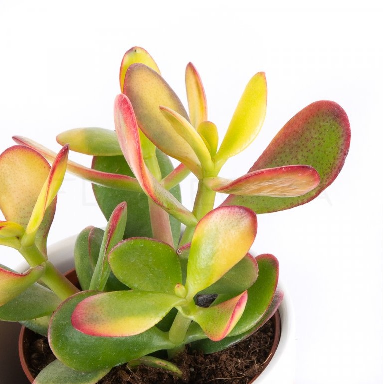 Крассула Овата Сансет (Crassula Ovata Sunset) D5см