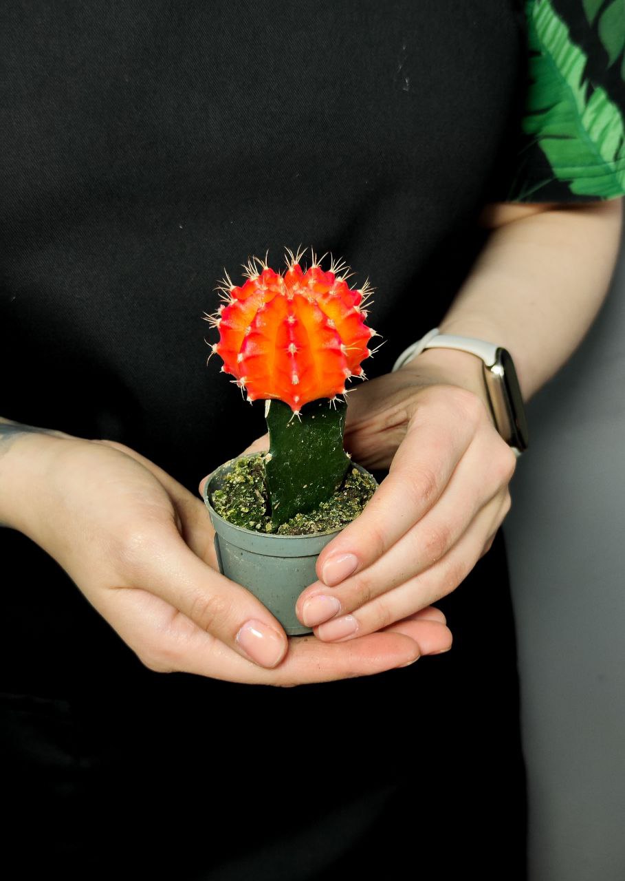 Гимнокалициум Михановича Оранжевый (Gymnocalycium Mihanovichii Orange) D5см