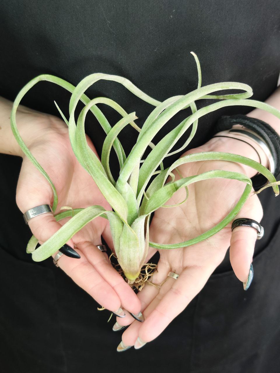 Тилландсия Курли Слим (Tillandsia Сurly Slim)