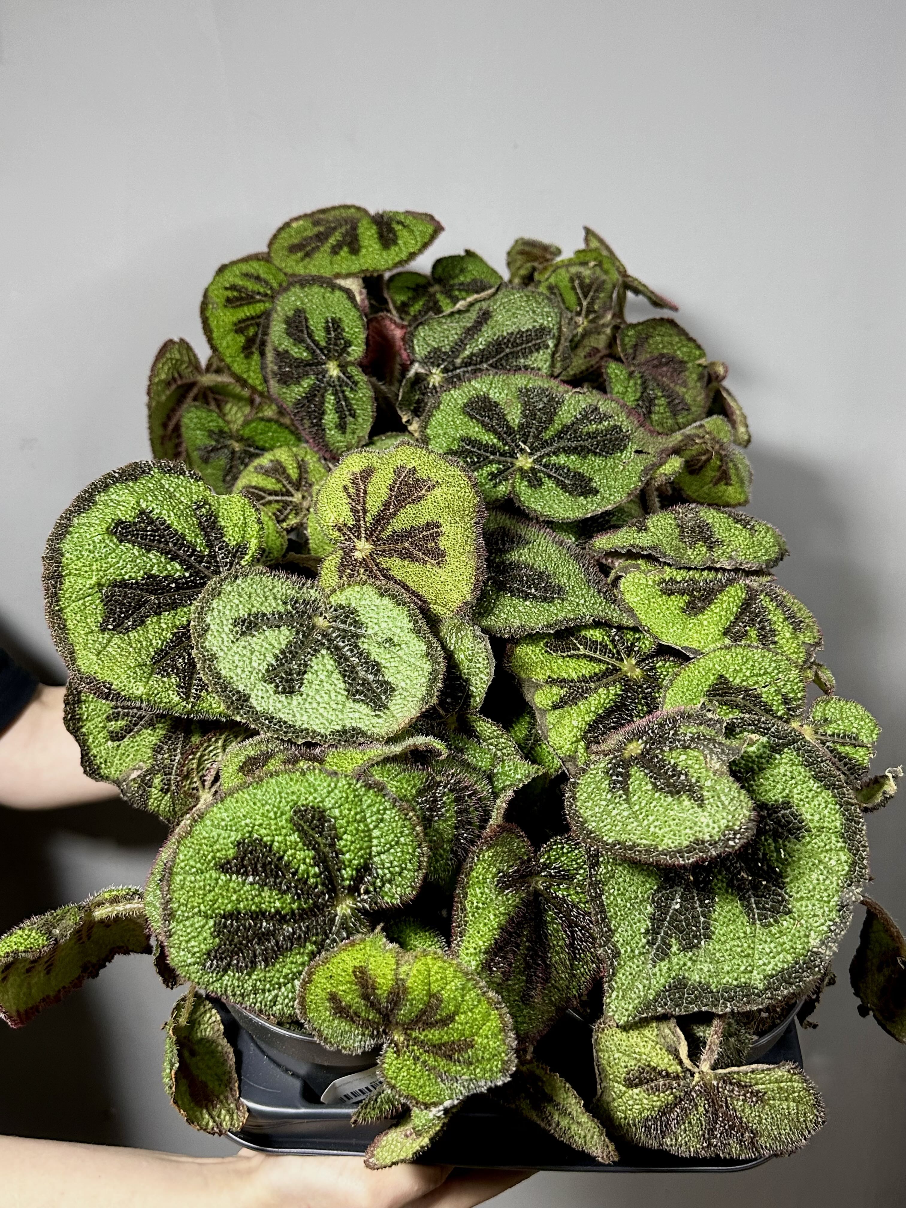 Бегония Мэсона (Begonia Masoniana) D12см
