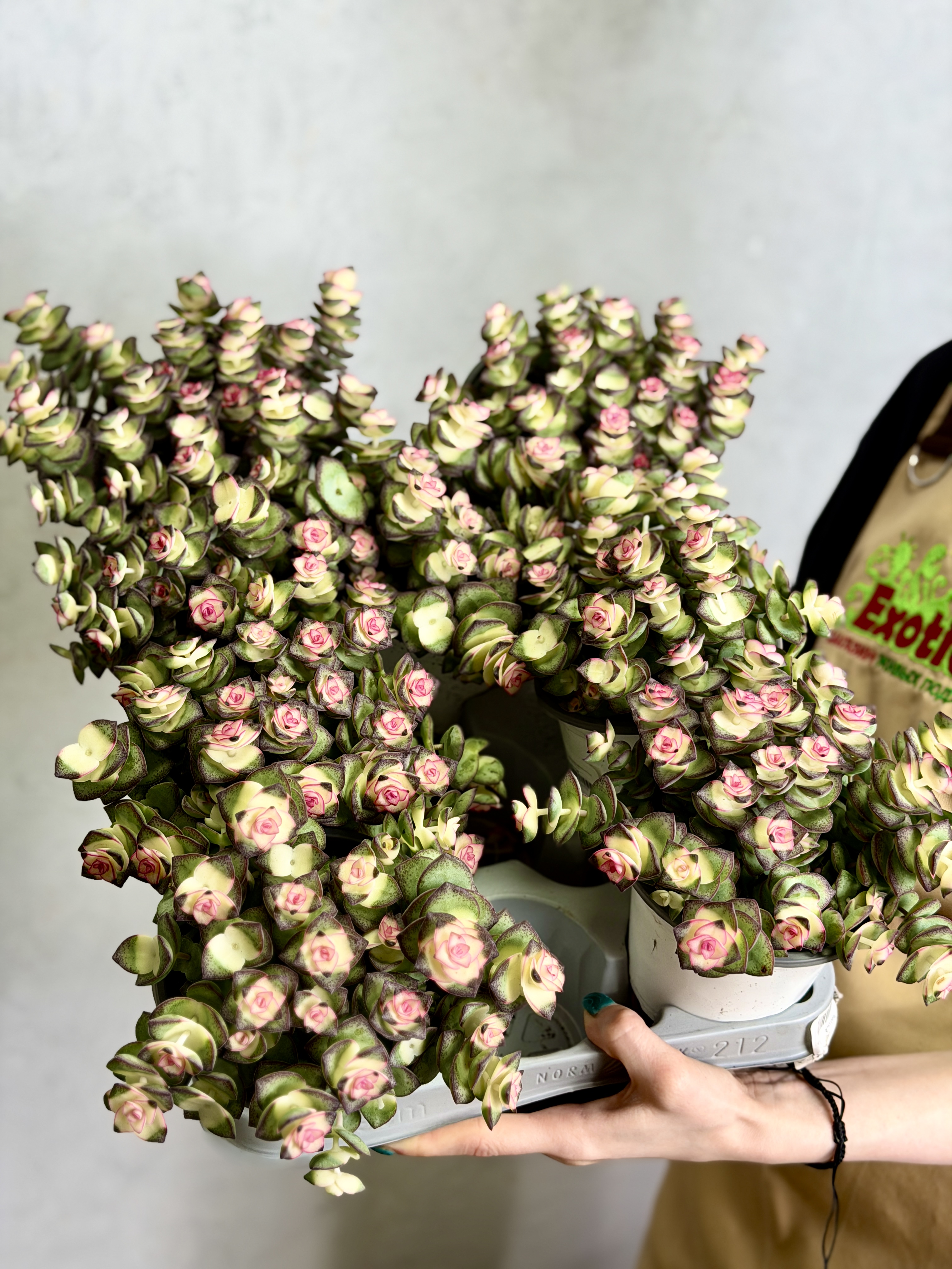 Крассула Стар Принц Брокадэ (Crassula Star Prince Brocade) D11см