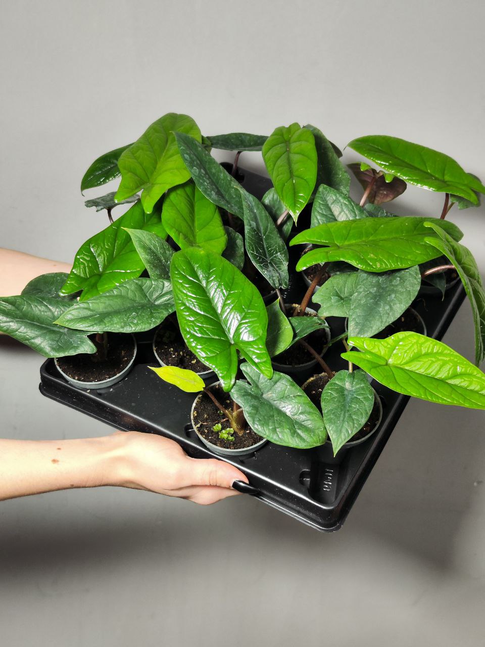 Алоказия Скальпрум (Alocasia Scalprum) D6см