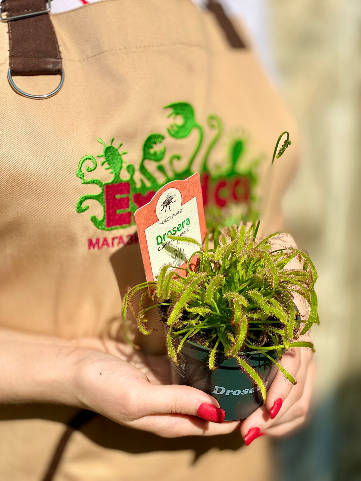 Росянка Капская (Drosera Capensis) D9см
