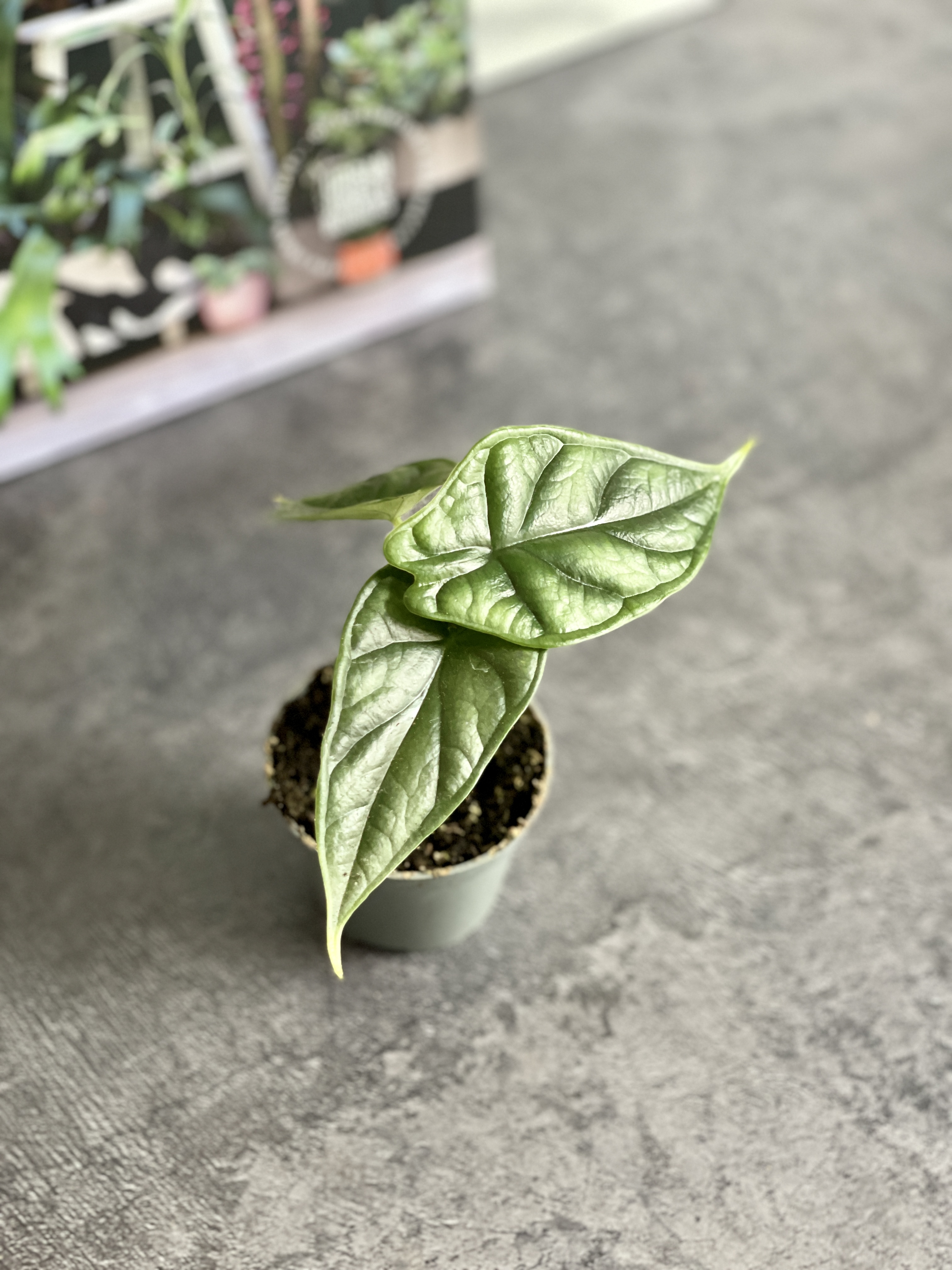 Алоказия Драгон Скейл (Alocasia Dragon Scale) D6см