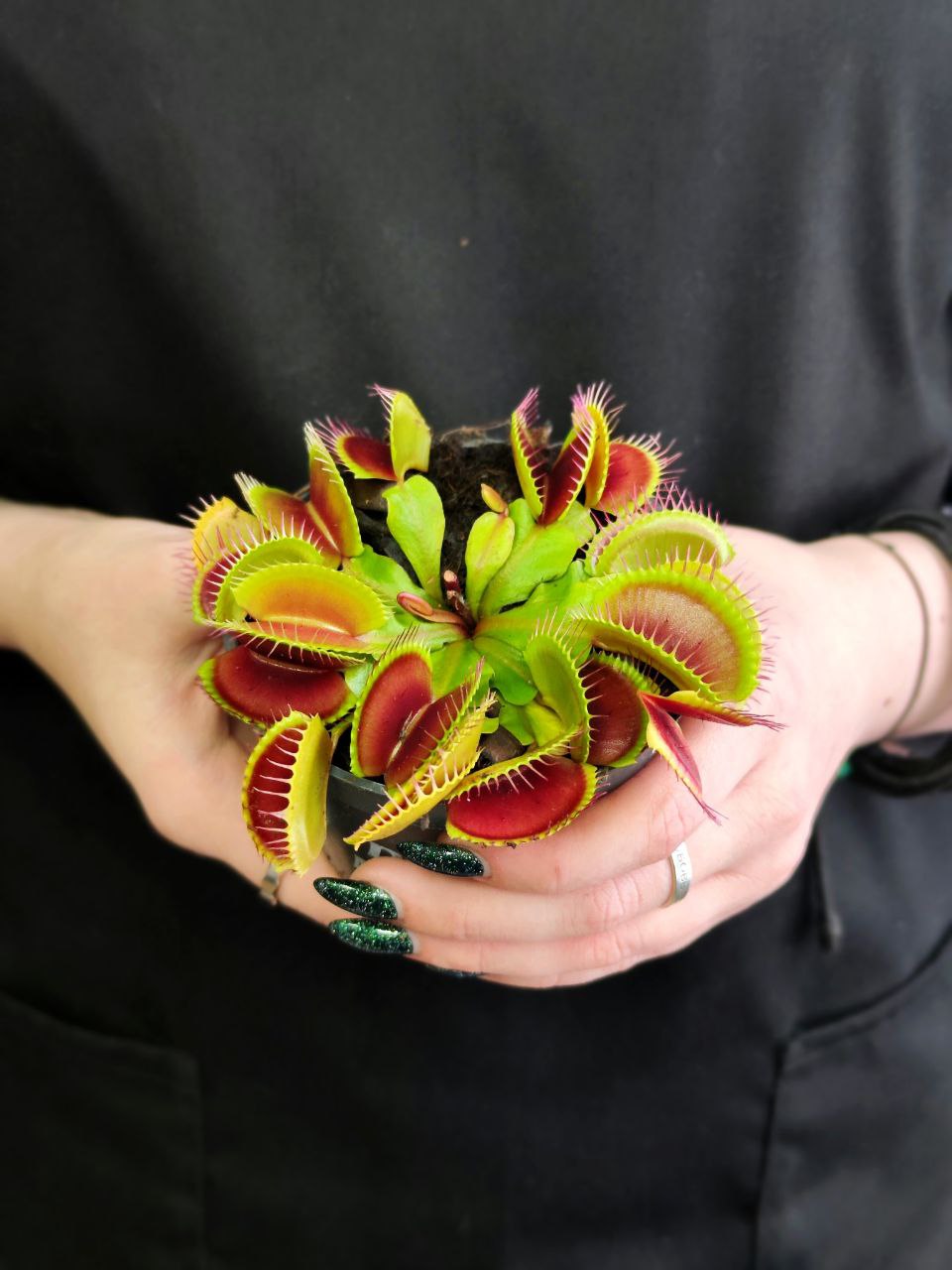 Венерина Мухоловка (Dionaea Muscipula) D9см