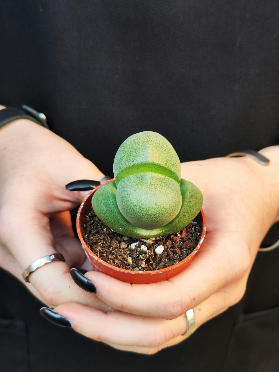 Плейоспилос Нелли Одиночный (Pleiospilos Nelii) D5см