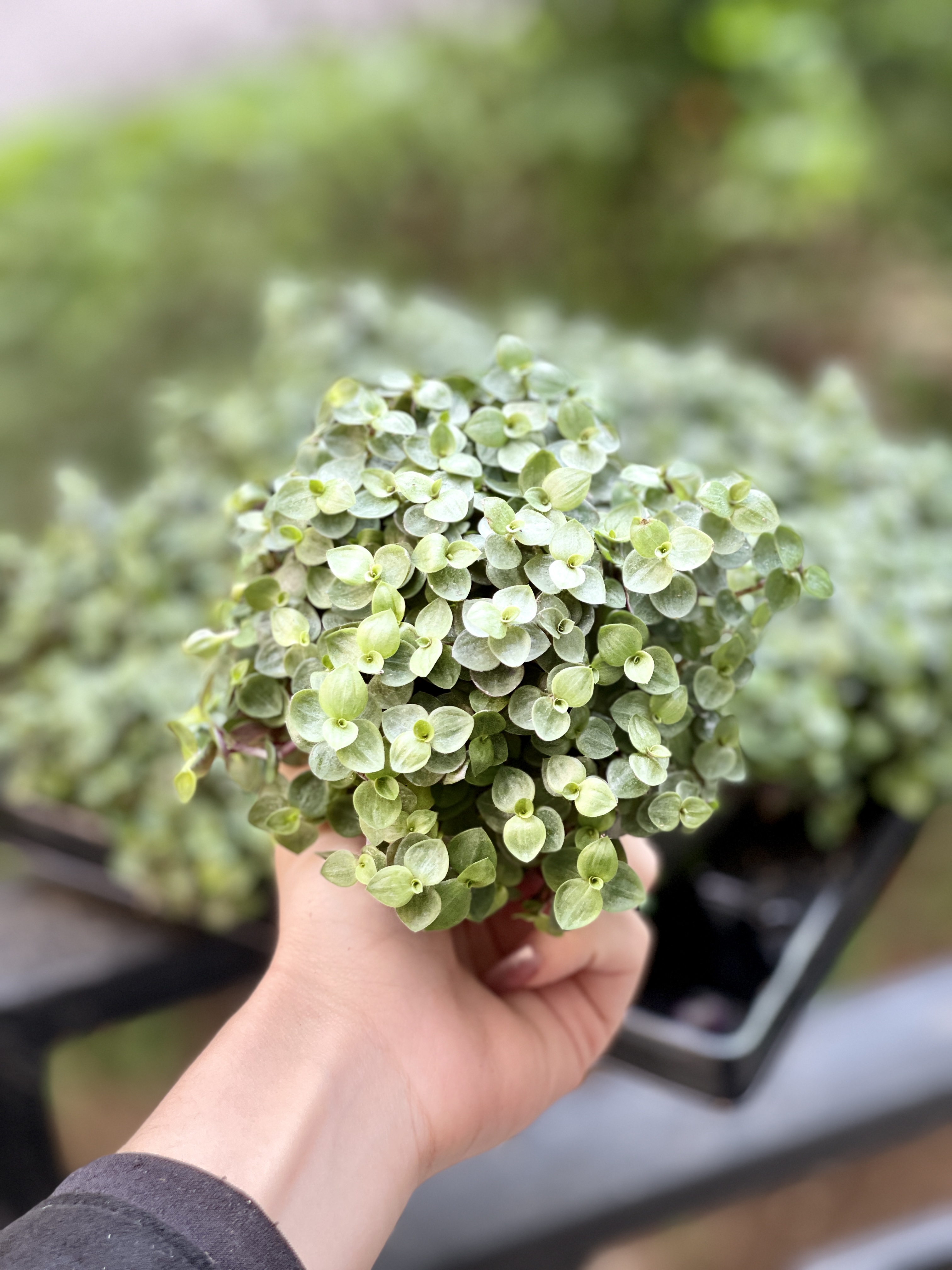 Каллизия Репенс Грин (Callisia Repens Green) D5см