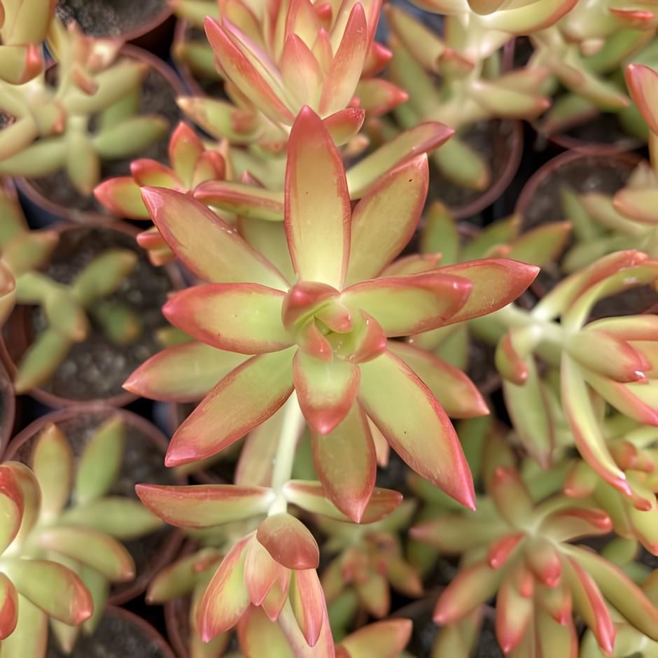 Седум Адольфа Одиночный (Sedum Adolphii) D5см