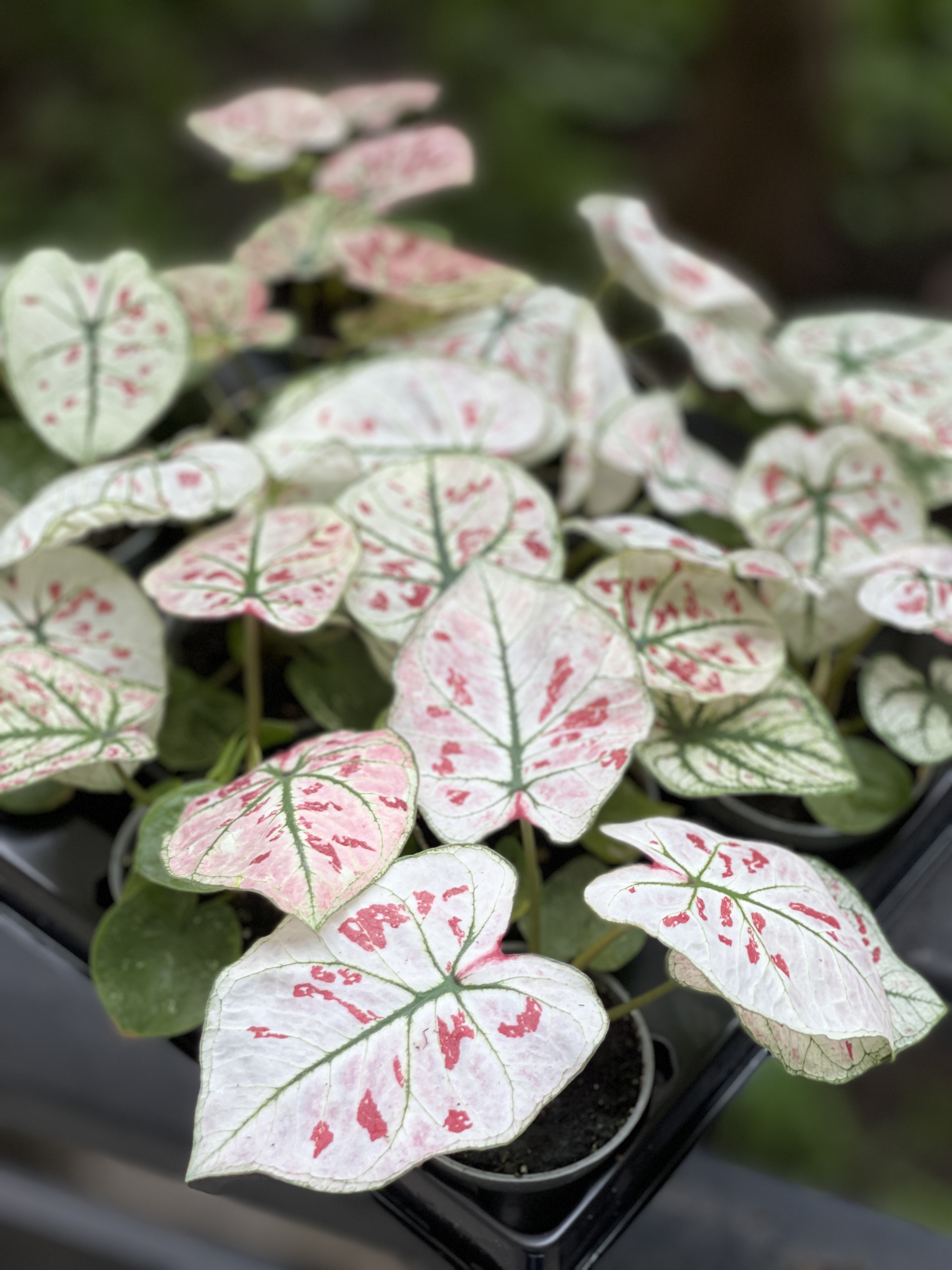 Каладиум Келли (Caladium Kelly) D6см