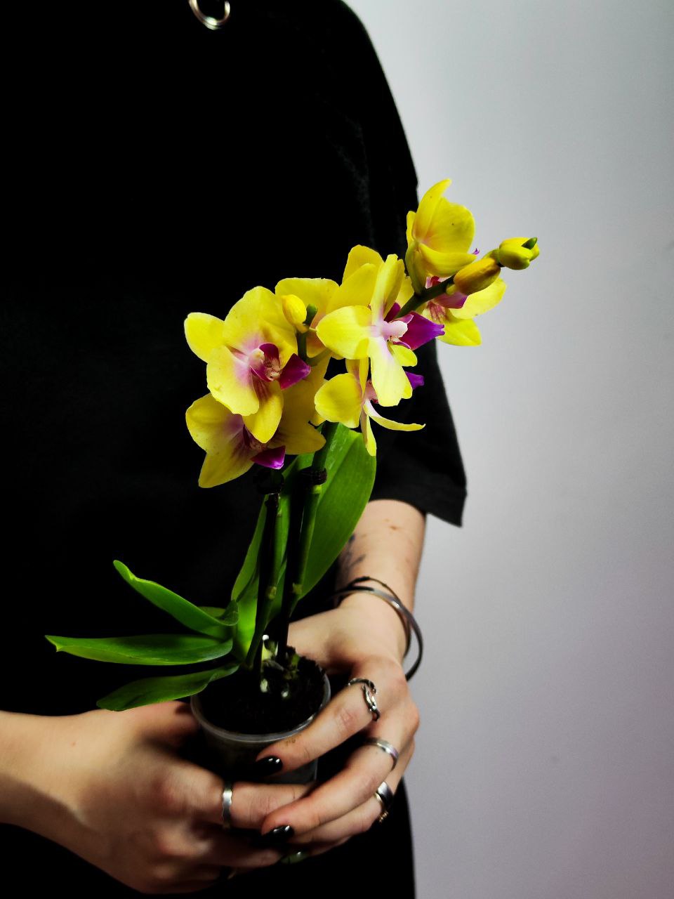 Фаленопсис Мультифлора Спанки (Phalaenopsis Multiflora Orchid Spunky) D6см