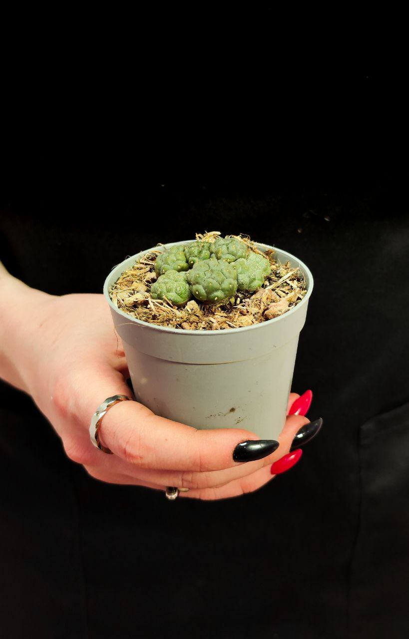 Кактус Пуна Инермис (Cactus Puna Bonnieae Inermis) D6,5см