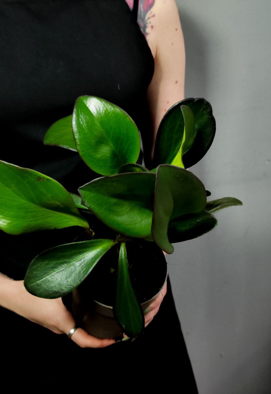 Пеперомия Клузиелистная Ред Маргин (Peperomia Сlusiifolia Red Margin) D12см