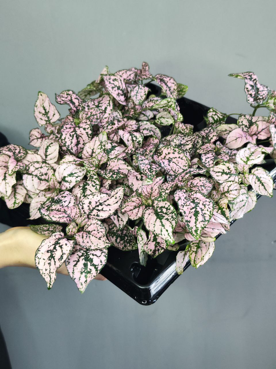Гипоэстес Листоколосковый Пинк (Hypoestes Phyllostachya Pink) D6см